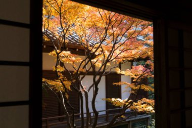 Geleneksel Japon ev penceresini çerçeveleyen sonbahar akçaağaç dalları