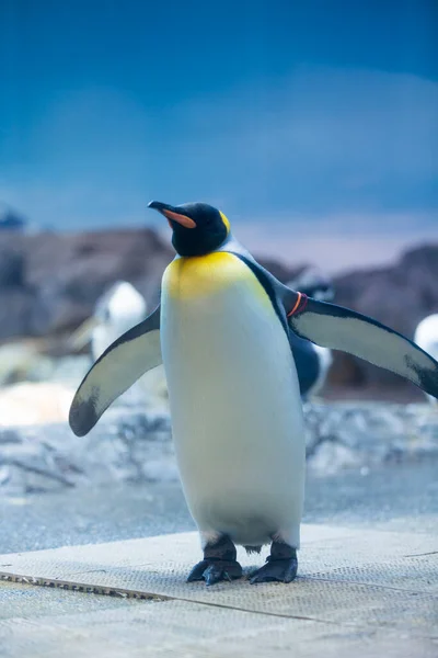 Pinguim Animal Jardim Zoológico Japonês Fundo — Fotografia de Stock