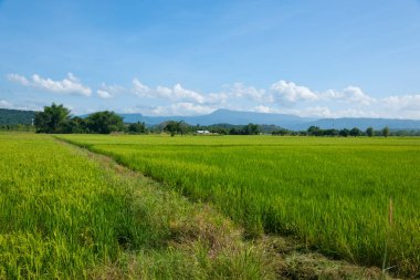 Uzakta tepeler ve mavi gökyüzü olan yeşil pirinç tarlası