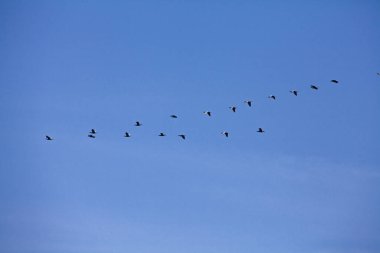 Mavi gökyüzünde uçan bir grup kaz.