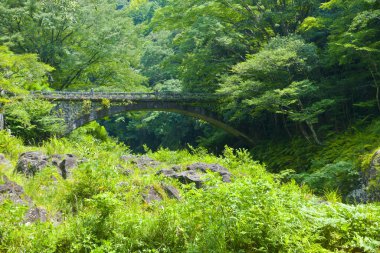 Ormanın güzel köprüsü