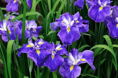 Güzel yaz çiçekleri, gündüz yakın çekim manzarası. 