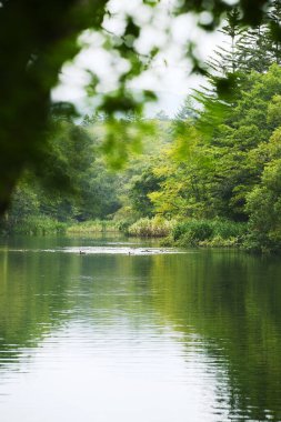 Aomori bölgesinin taze yeşili Hakkoda.