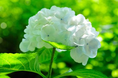 Güzel çiçekler, yakın görüş, doğa konsepti.