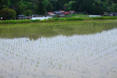 Pirinç alan ve dağlar