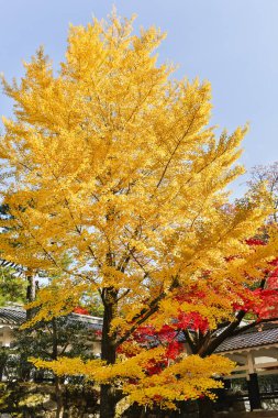 Kyoto Japonya Tapınağı 'nda sonbahar akçaağacı.