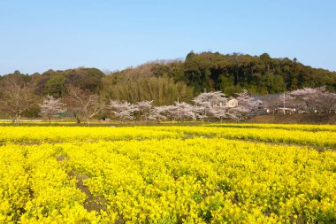Kiraz çiçeği mevsiminin güzel manzarası kolza tohumu çiçekleriyle   