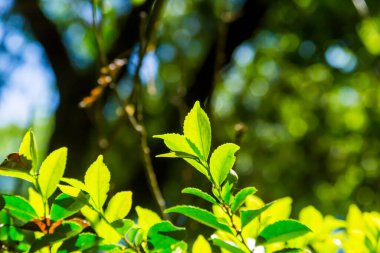 Parkta güzel yeşil yapraklar    