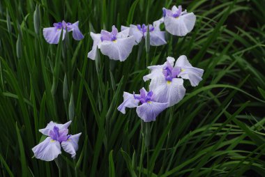 Güzel çiçekler, yakın görüş, doğa konsepti.