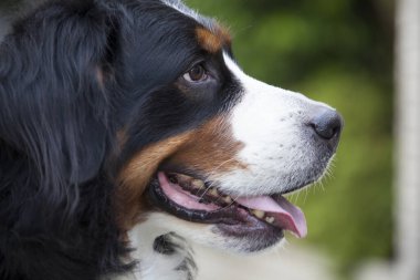 Bernese Dağ Köpeği 'nin portresini yakından çek.