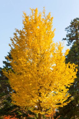 güzel sonbahar ağaçlar Şehir Parkı        
