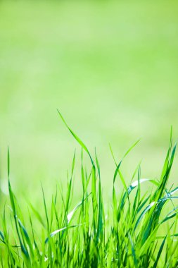 Bahçedeki yeşil bahar çimenleri.                  