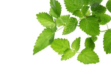 Yeşil yapraklara yakın çekim. Yaz bitkisinin dalları. 