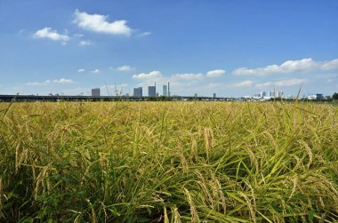 Sabah pirinç tarlası