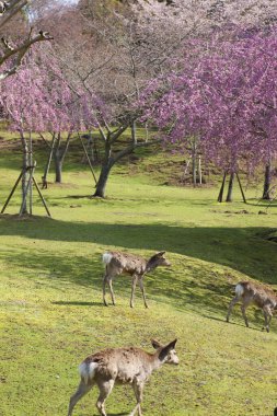 Geyik Nara Parkı 'nda otluyor.