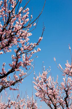 Güzel kiraz çiçekleri. Çiçek açan kiraz ağacı. Çiçek arka planı