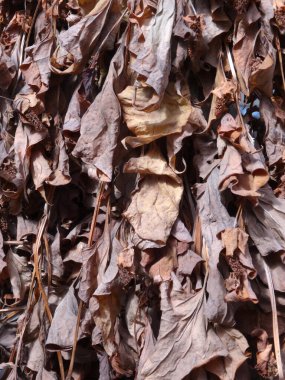 many dry leaves in the garden, close up