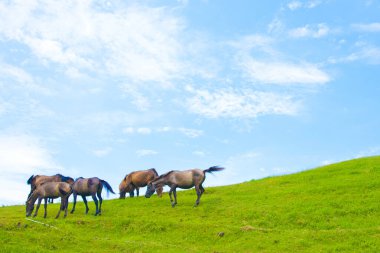 Çayırda otlatma at sürüsü