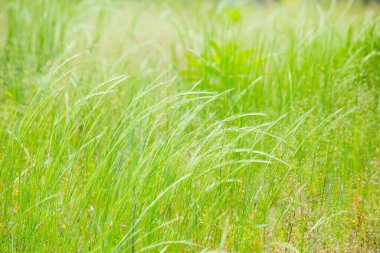 Yazın çayırdaki yeşil çimlere yakın. 
