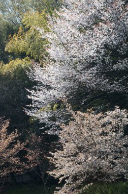 Bahçedeki güzel çiçekler