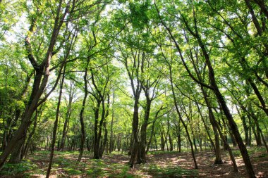 Ormanda yeşil ağaçları olan güzel bir manzara.             