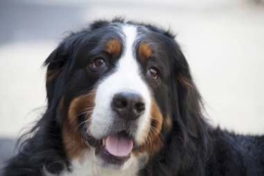 Bernese Dağ Köpeği 'nin portresini yakından çek.