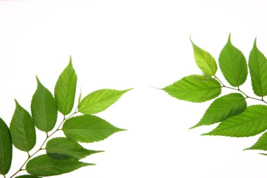 Yeşil yapraklı doğa arkaplanı. Yaz bitkisi dallarının kapatılması 