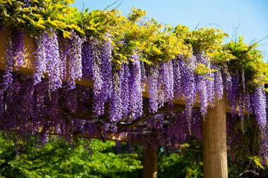 İlkbaharda Japonya 'daki bahçede yabani salkım çiçekleri