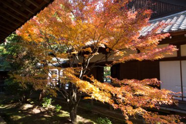 Güneş ışığı, geleneksel binanın yanında canlı bir sonbahar akçaağacı oluşturur.