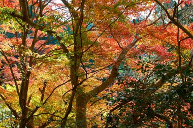 Sonbahar yaprakları, sonbahar bitkileri              