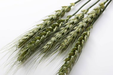 Kapat - beyaz üzerine buğday kulakları