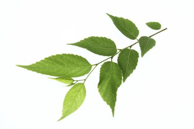 Yeşil yapraklara yakın çekim. Yaz bitkisinin dalları. 