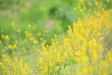 Bahçedeki güzel sarı çiçekler