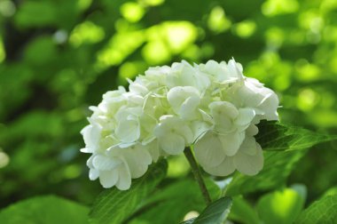 Güzel çiçekler, yakın görüş, doğa konsepti.