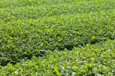 Taze çay tarlası geçmişini kapatın.