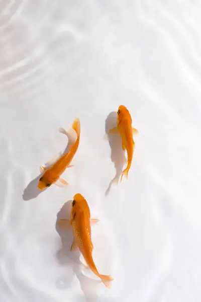 Beautiful Orange Koi Fish Swimming Clear Water — Stock Photo, Image