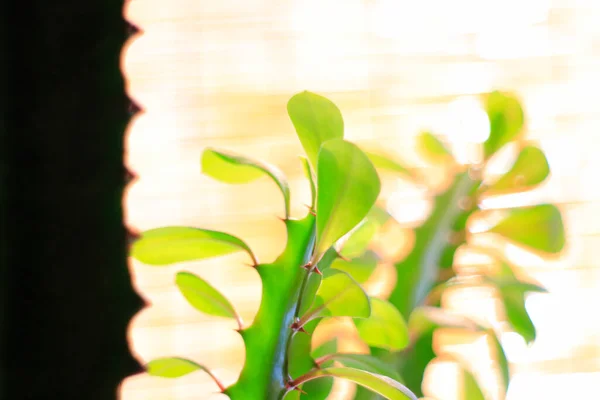 Крупный План Зеленого Чехла Зелеными Листьями Размытом Фоне — стоковое фото
