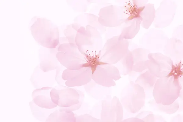 Розовый Цветок Сакуры Изолированы Белом Фоне — стоковое фото
