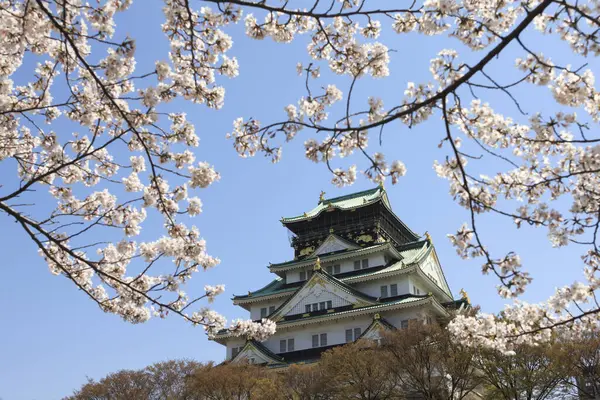 Bela Arquitetura Japão Flor Cereja — Fotografia de Stock