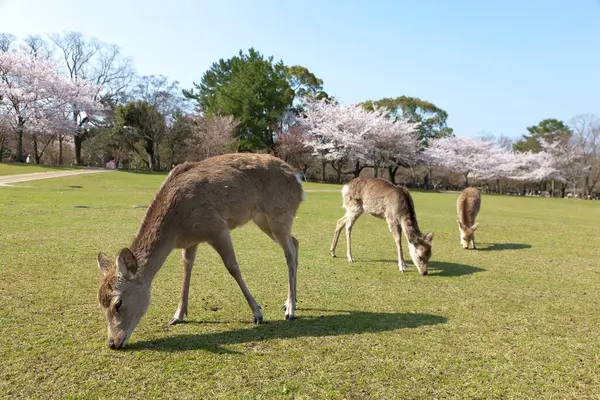Pâturage Cerfs Dans Prairie Parc Nara — Photo