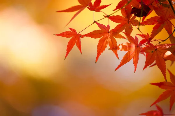 Крупним Планом Знімок Красивого Червоного Кленового Листя Японському Парку Фону — стокове фото