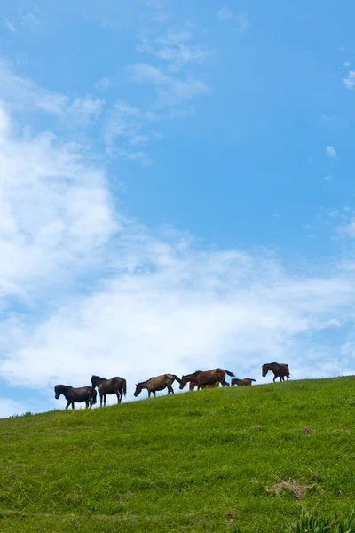 Manada Cavalos Pastando Prado — Fotografia de Stock