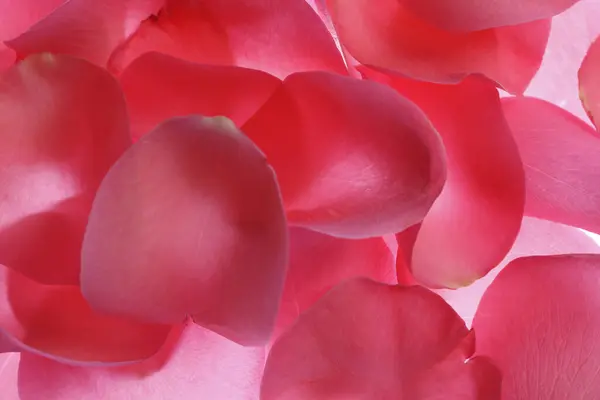 Hermosos Pétalos Rosa Rosa Sobre Fondo Claro — Foto de Stock