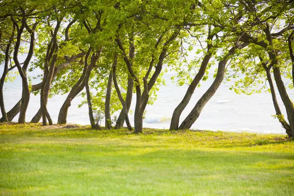 Зеленые Деревья Вблизи Морского Побережья — стоковое фото