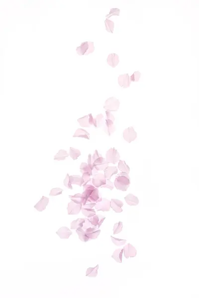Roze Bloemblaadjes Van Een Witte Roos — Stockfoto