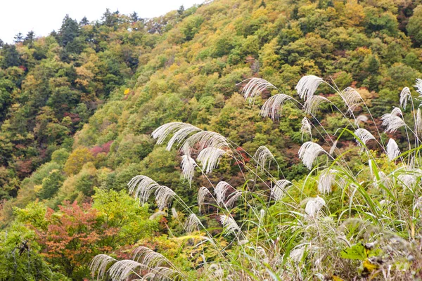 Красивый Осенний Пейзаж Красочными Деревьями Горном Лесу — стоковое фото