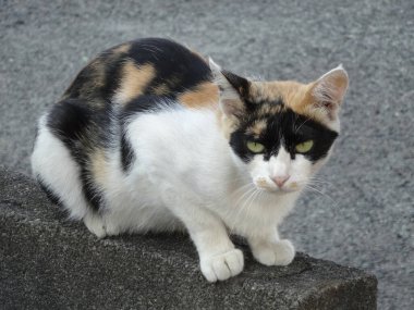 Sokaktaki sevimli üç renkli kedi görüntüsü