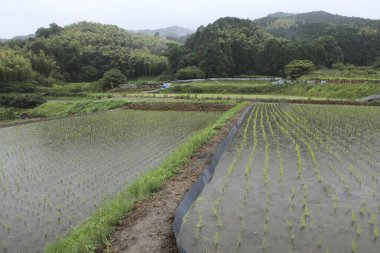 Yeşil dağlardaki pirinç tarlaları 