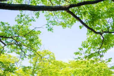 Gökyüzünde yeşil yaprakları olan ağaç dalları. doğa arkaplanı.             