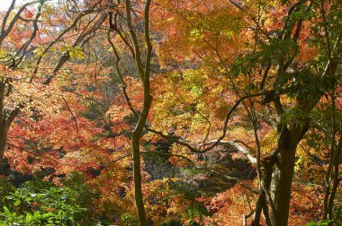 Ağaçlar ve yapraklarla dolu güzel sonbahar manzarası       